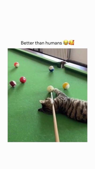 Cats funny clips😂🎥🎀,better than the humans #viral #dailymotion