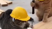 Cat Construction Fail vs Hammer 😂🐱 | Funny Cat Moment