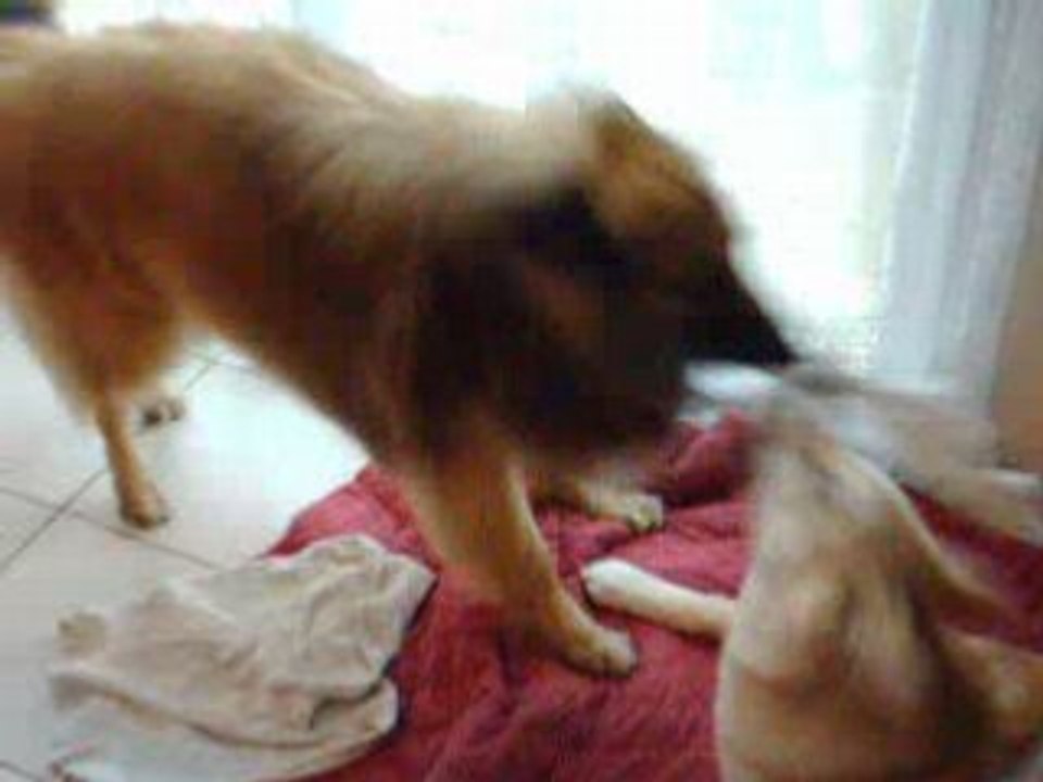 cheyenne et volcan qui joue