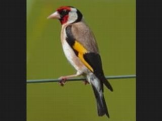 le chardonneret d'algerie en danger