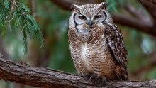 an old owl sitting on a branch