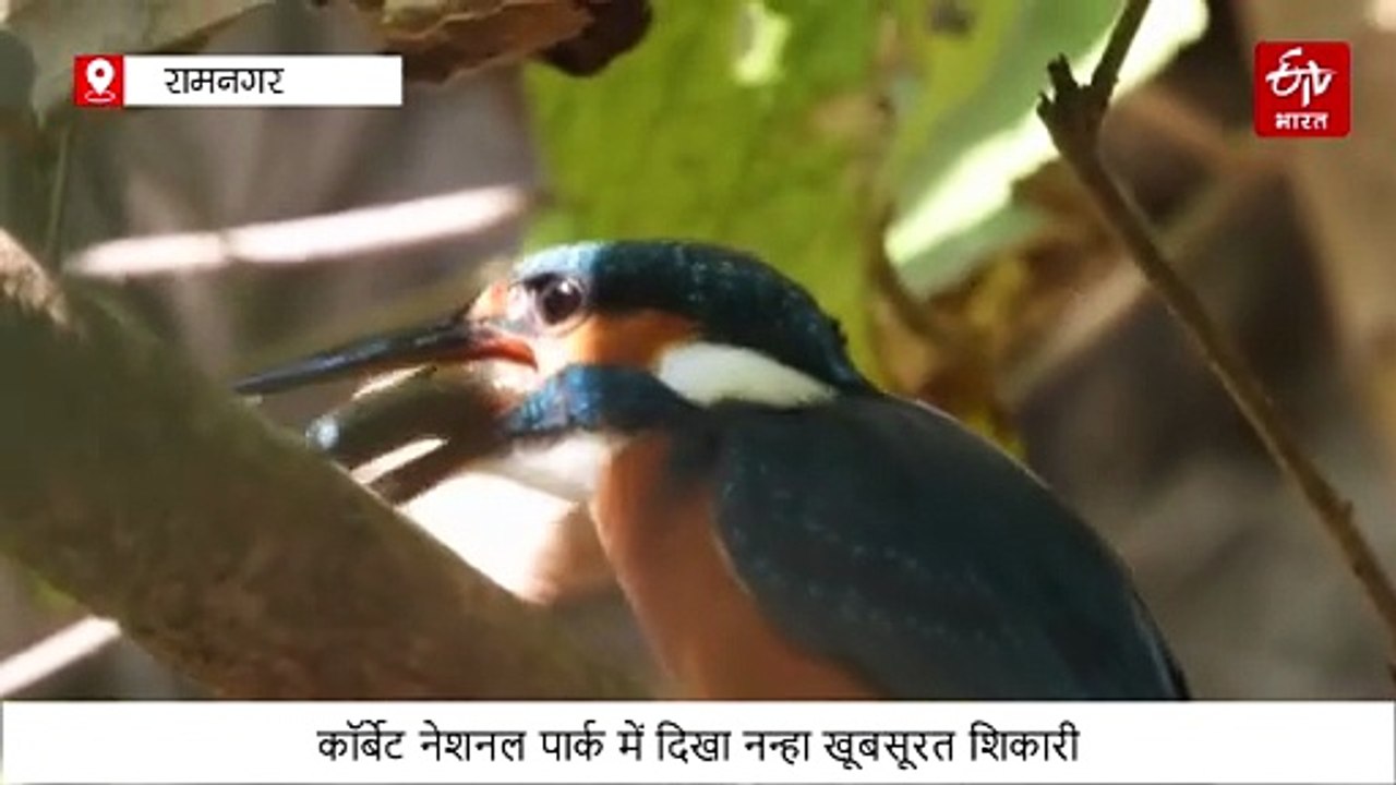 कॉर्बेट नेशनल पार्क में दिखाई दिया नन्हा खूबसूरत 'शिकारी', पल भर में मछली कर गया चट, देखें वीडियो
