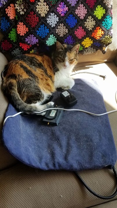 Elsie with an invitation to sit beside her. | #SparklegleamFarm #Elsie #homestead #LadyChunkerella #cats #catlovers #cute
