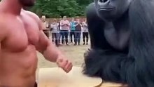 Realistic Slap Challenge Bodybuilder vs Gorilla