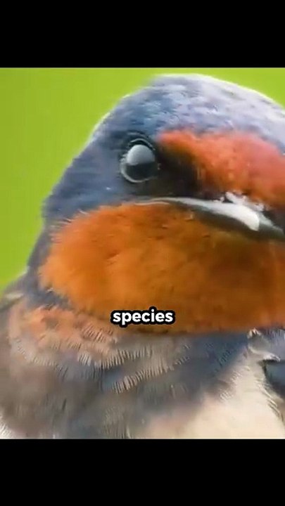 🐟 This Fish Attacks Birds From the Water 😱 #facts #shorts #viral