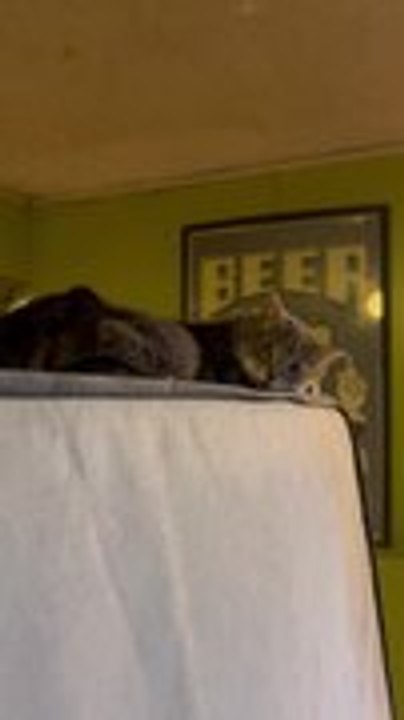 Cat Refuses to Let Owner Move Mattress