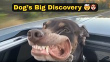 Dog discovers car moonroof and experiences pure joy while feeling the wind on its face