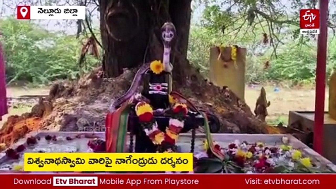 శ్రీ విశ్వనాథస్వామి దేవస్థానంలో నాగేంద్రుడు - భక్తుల పూజలు