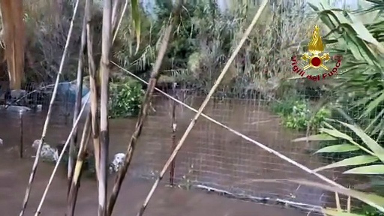 Dogs at risk of drowning in bad weather: rescued in time by firefighters in Italy