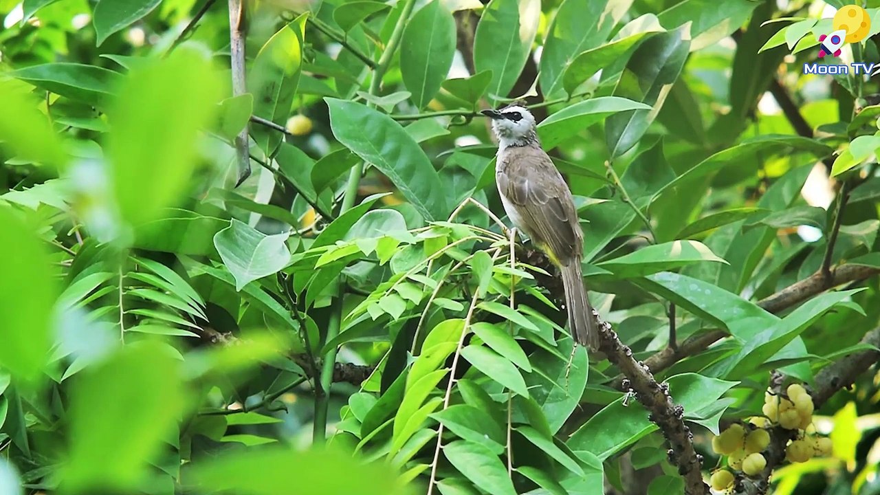 Relaxation Music For Anxiety And Panic Attacks