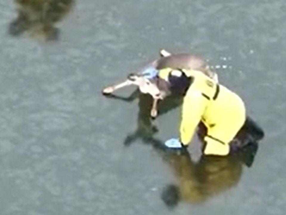 Tierischer Einsatz: Feuerwehr holt Reh vom Eis