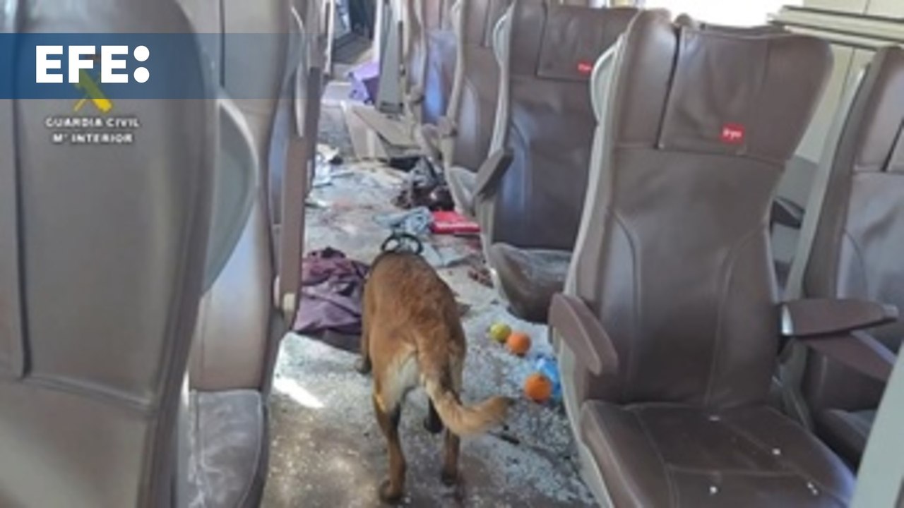 Guardia Civil trabaja con perros especialistas en búsqueda de restos y evidencias