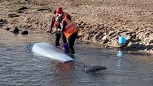 Emotional video captures young fin whale struggling in shallow water while people step in to provide help