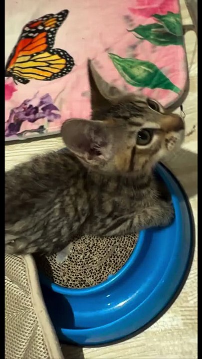 kitten Teeter