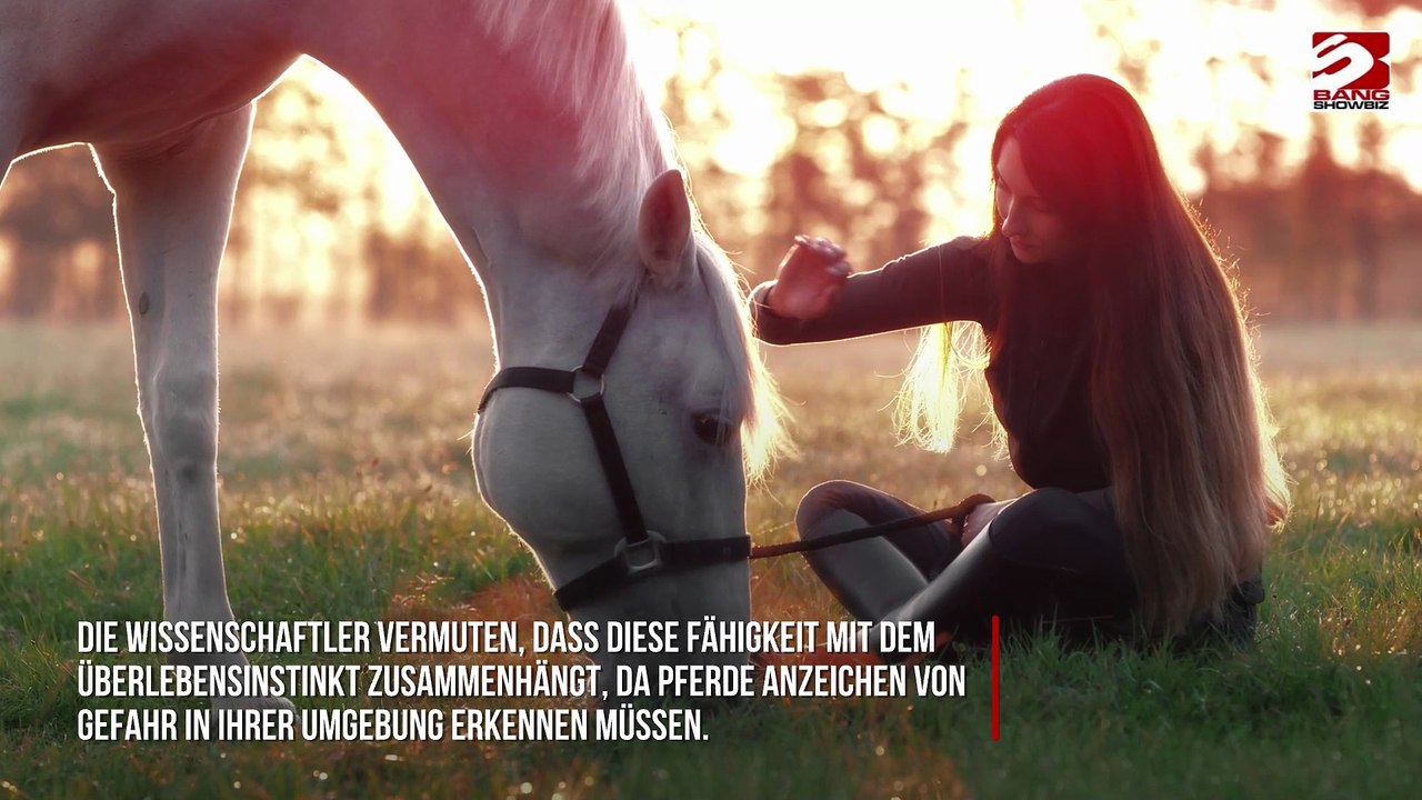Pferde können menschliche Angst riechen