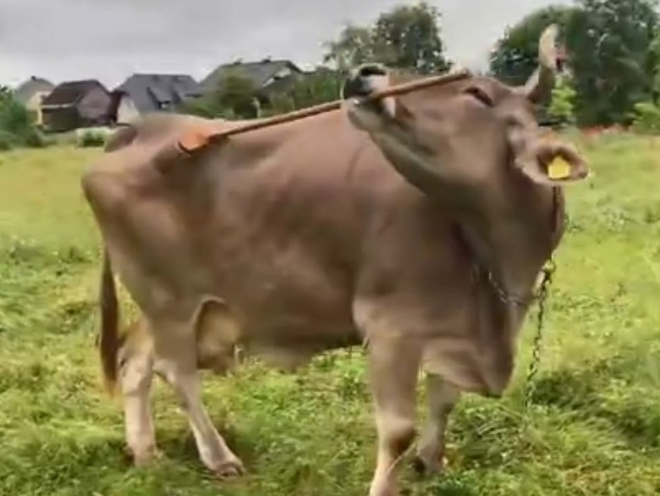 Kuh kratzt sich mit Besenstil und gibt der Wissenschaft Rätsel auf