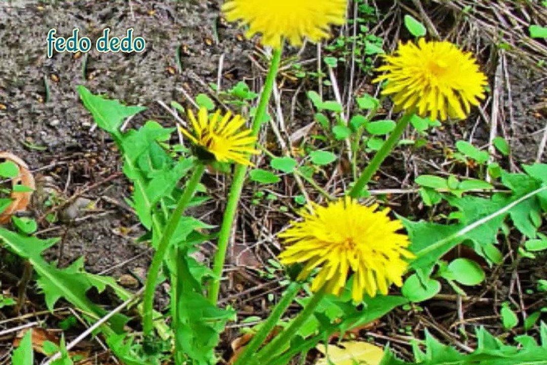Safe Flowers for Turtles - (Part1)