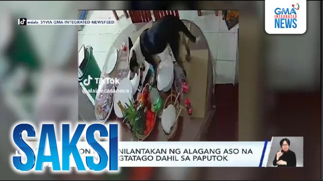 Lechon belly, nilantakan ng alagang aso | Saksi