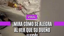 ¡Mira cómo se alegra al ver que su dueño llegó!