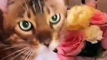 Adorable compilation of cute cats.