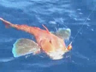 Grondin au tai by bastia-offshore-fishing.com