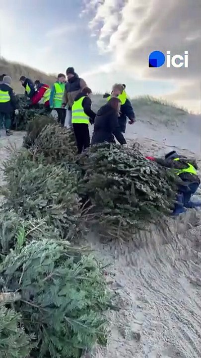 VIDÉO - 300 sapins de Noël installés dans les dunes de Stella-Plage pour lutter contre l'érosion