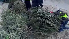 VIDÉO - 300 sapins de Noël installés dans les dunes de Stella-Plage pour lutter contre l'érosion