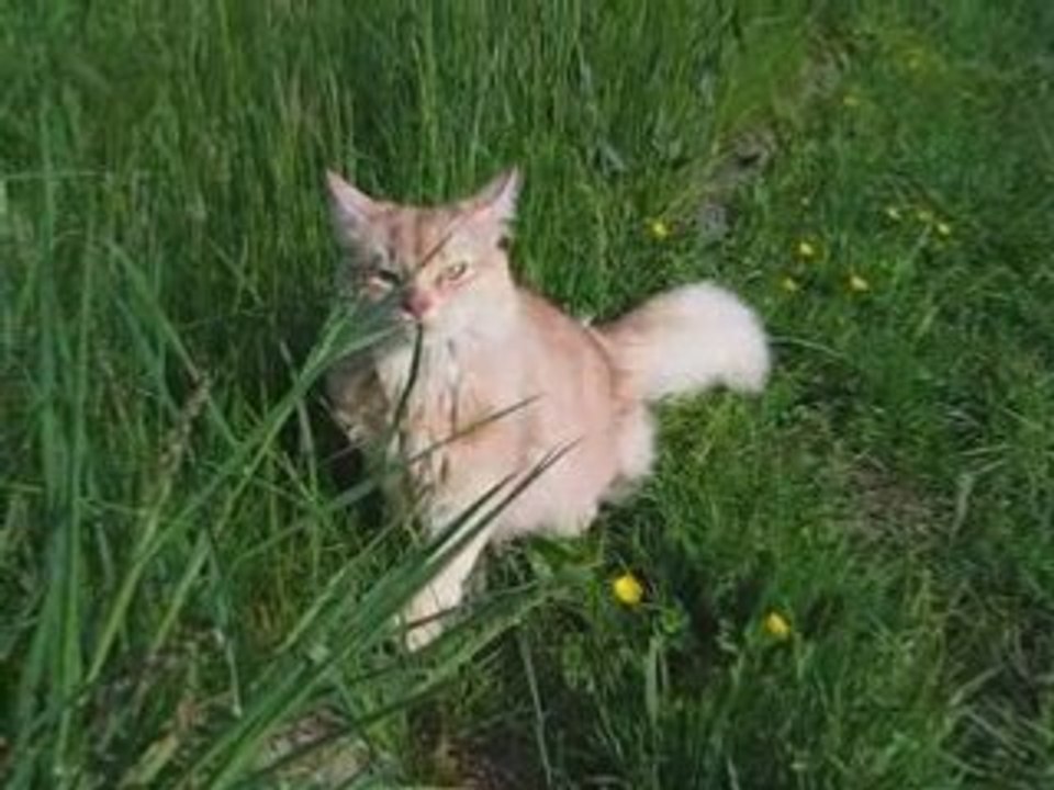 Chats au jardin