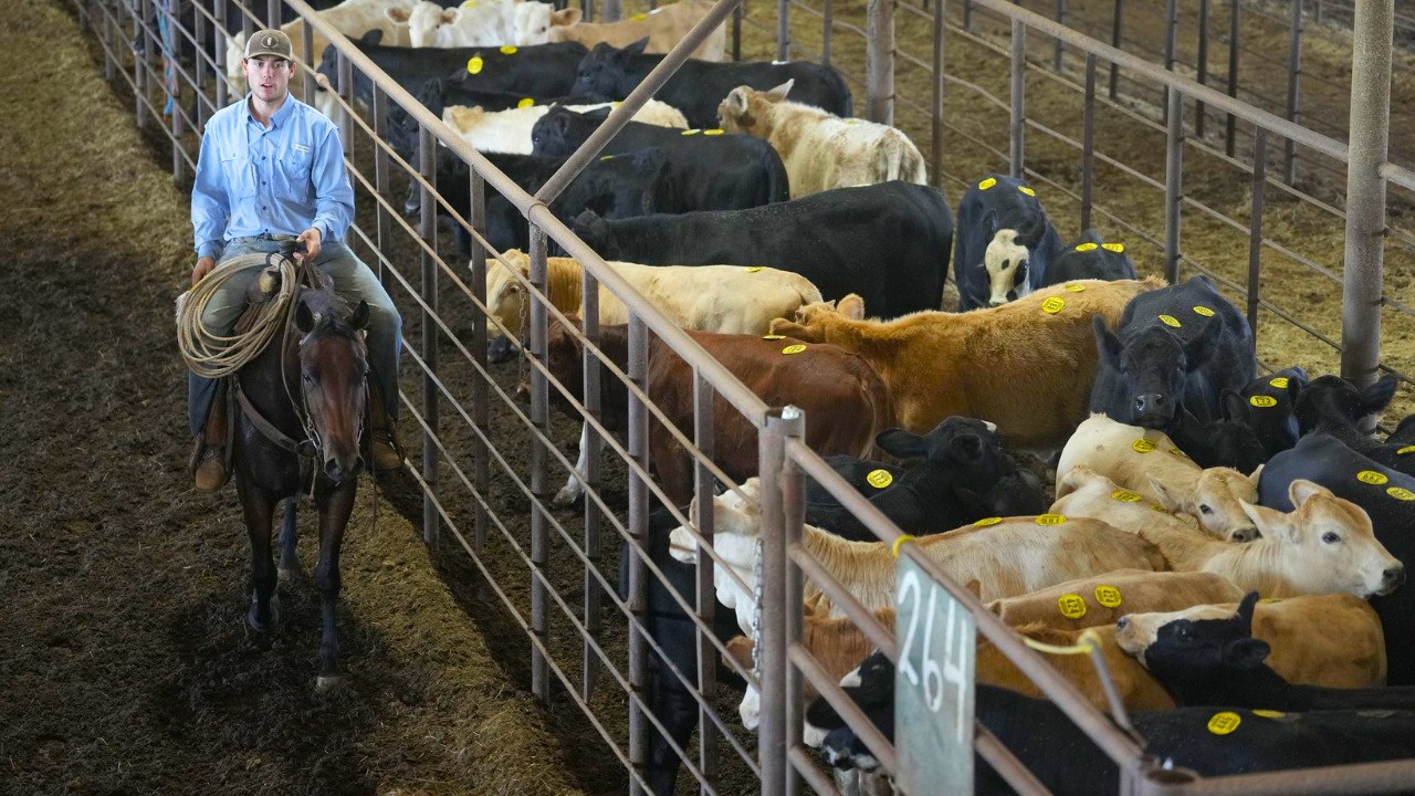 Trump Tariff Whiplash Hammers Texas Ranchers as Argentina Beef Deal Knocks $100 Off a Steer