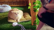 Cat For Cash 2026 Episode 01 eng sub