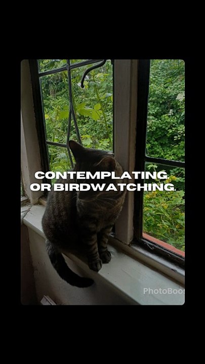 Harry the cat deciding his next move