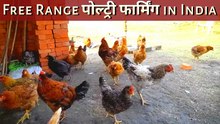 Free range poultry farming | Poultry farm business plan | desi murgi palan kaise karen
