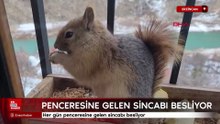 Erzincan'da her gün penceresine gelen sincabı besliyor