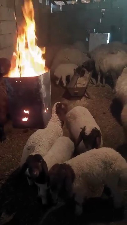 Soğuk Bastırdı, Şanlıurfa’da Ahırda Yapılanlar Şaşırttı