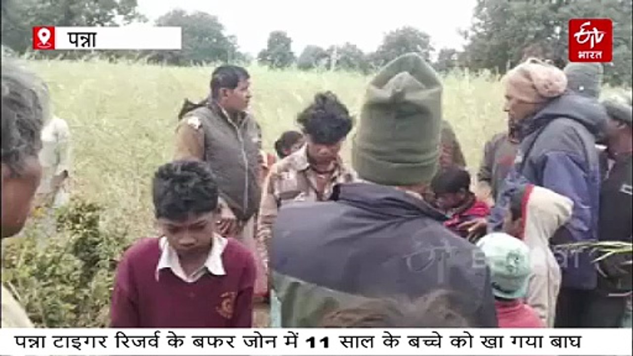 पन्ना टाइगर रिजर्व के बफर जोन में आदमखोर बाघ, गांव में 11 साल के बच्चे को निगला