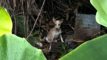 Tiny Puppy Gets Rescued From The Middle Of The Jungle