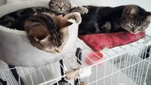 ケージの上でくつろぐ三姉妹2
