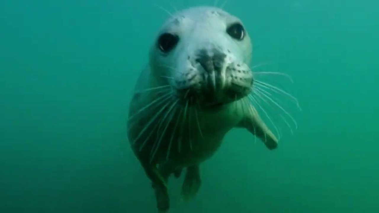 Die wilde Nordsee - Natur, die sich nicht zähmen lässt Trailer DF