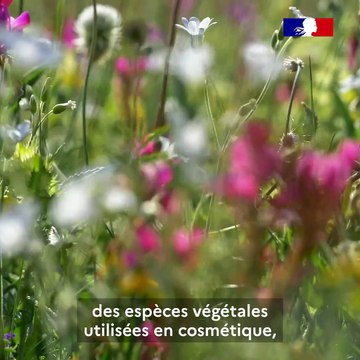 Retour sur la 20e conférence des parties de la CITES