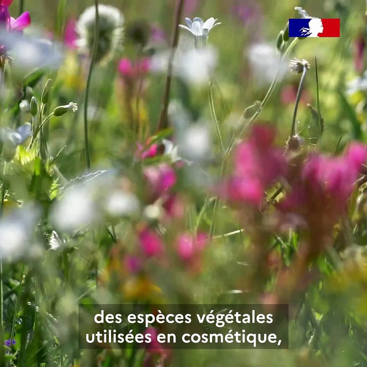 Retour sur la 20e conférence des parties de la CITES