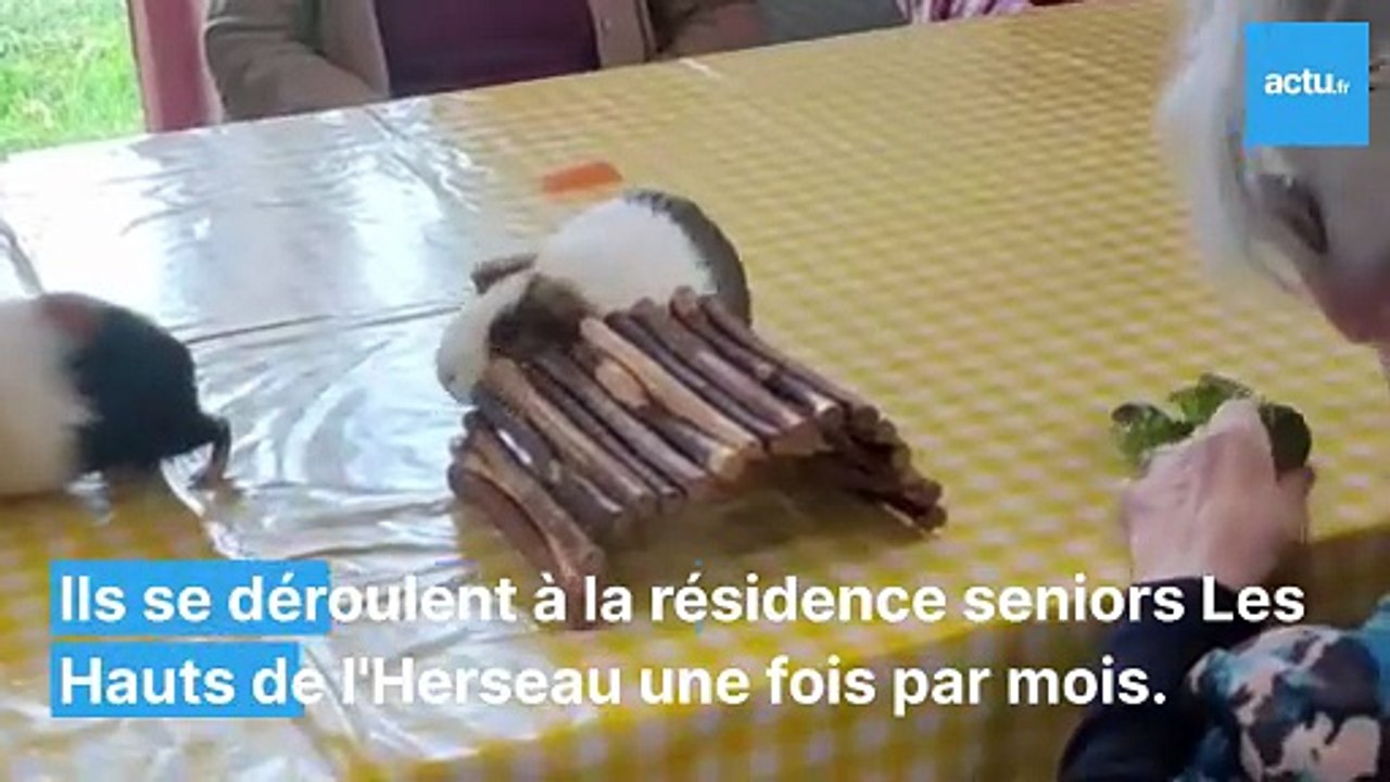 Des ateliers de médiation animale organisés à Challans