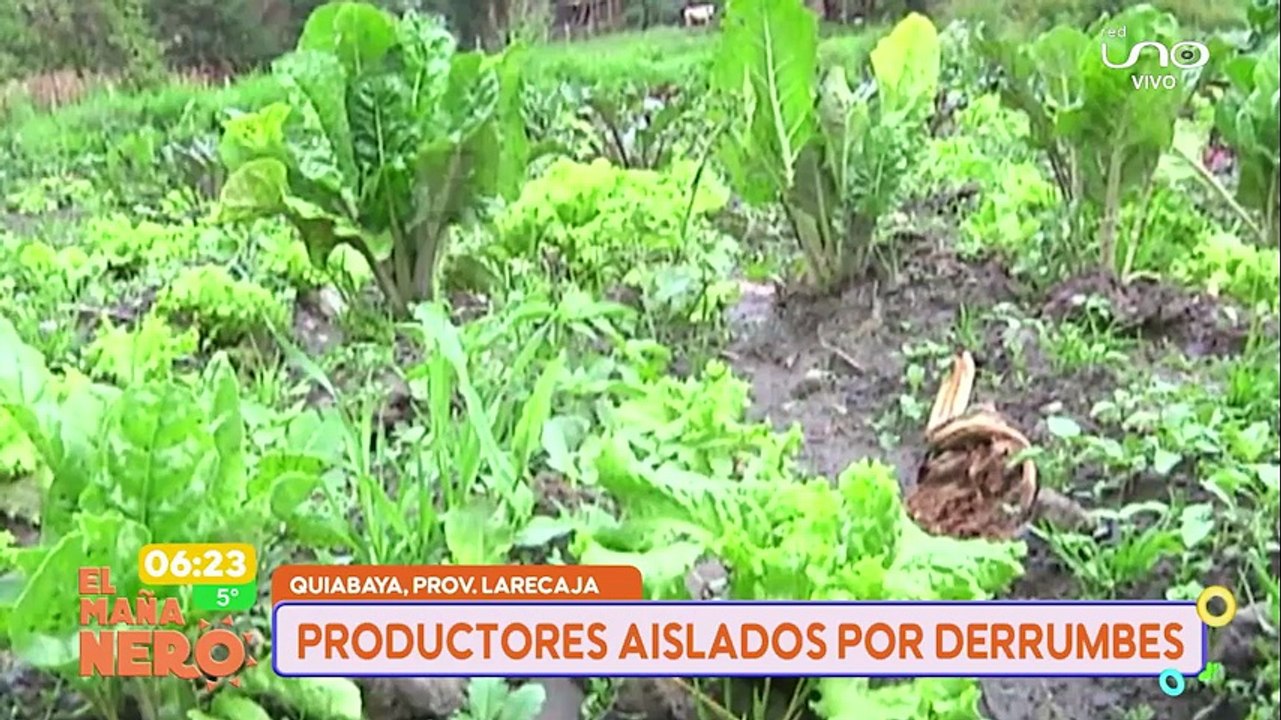 PRODUCTORES AISLADOS