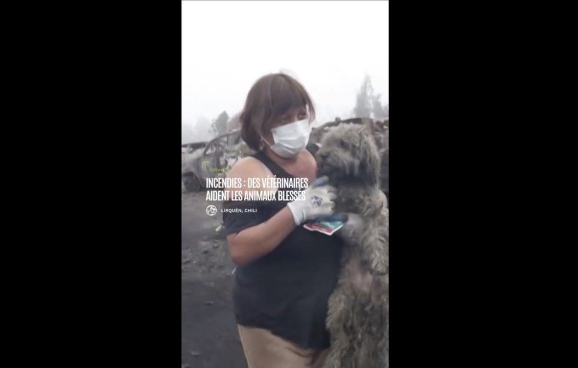 Incendies au Chili: des vétérinaires viennent en aide aux animaux blessés