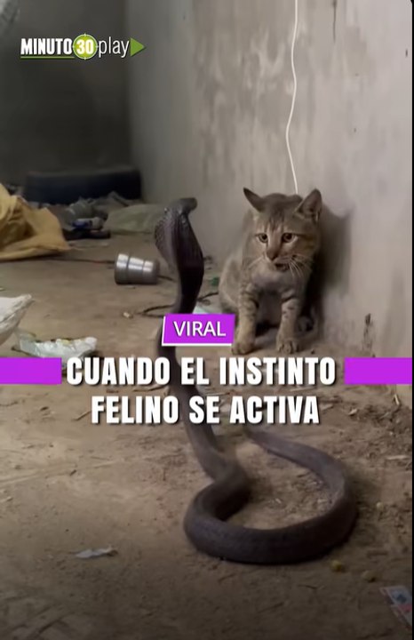 Duelo de miradas