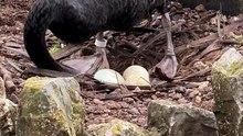 Bert and Kimba Black Swans nesting in Dawlish