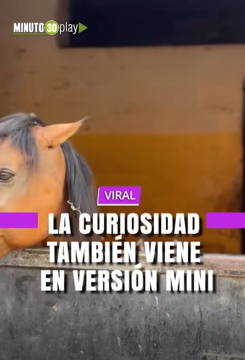 “Este caballito bebé intenta asomarse igual que su mamá… pero apenas le alcanzan las orejitas y esos ojitos llenos de ternura 😍🐴✨
