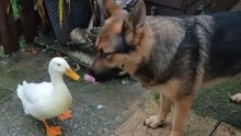 Hilarious pets clash unfolds as a duck decide coexistence is not an option
