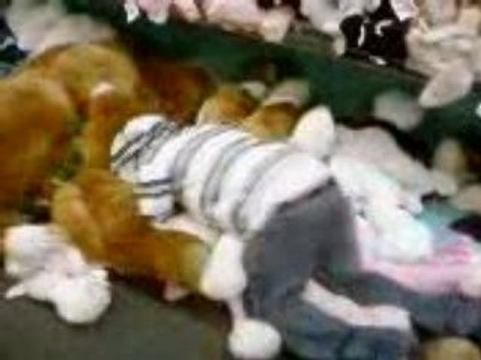 Plongons ds le peluche anthony