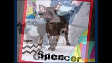 Chihuahua Chiots Mini