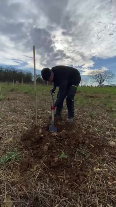 Vienne : ils plantent 1.000 arbres pour la biodiversité